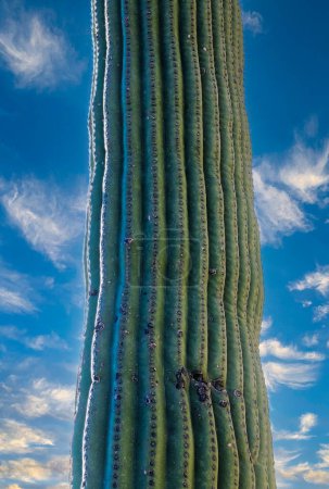 Carnegiea gigantea - cactus gigante contra un cielo azul en el desierto de rocas en el Parque Nacional Organ Pipe, Arizona