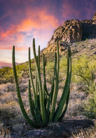 Paysage désertique avec cactus, Stenocereus thurberi, Carnegiea gigantea et d'autres plantes et plantes succulentes dans le parc national Organ Pipe, Arizona
