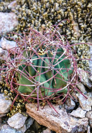 Ferocactus wislizeni (Fishhook Barrel Cactus), eine junge Pflanze, die zwischen Steinen in einer Felswüste im Organ Pipe Cactus NP, Arizona, wächst