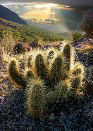 Golden sunset light illuminates Echinocereus sp. cactus in Saguaro National Park, Arizona	