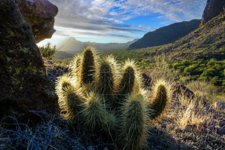 La luz dorada del atardecer ilumina Echinocereus sp. cactus in Arizona, Arizona