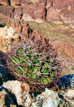 Ferocactus wislizeni (Fishhook Barrel Cactus) - flowering plant with ripening fruits and seeds in the rock desert in Organ Pipe Cactus National Park, Arizona