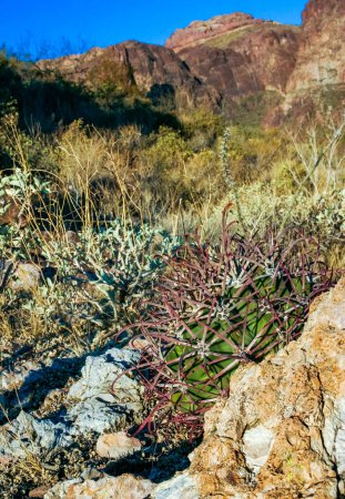 Ferocactus wislizeni (Fishhook Barrel Cactus) - blühende Pflanze mit reifen Früchten und Samen in der Felswüste im Organ Pipe Cactus National Park, Arizona