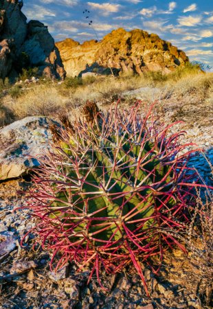 Ferocactus wislizeni (Fishhook Barrel Cactus), eine junge Pflanze, die zwischen Steinen in einer Felswüste im Organ Pipe Cactus NP, Arizona, wächst