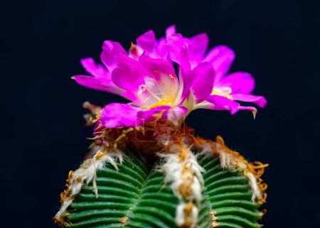 Téléchargez les photos : Aztekium valdesii - cactus fleurissant au printemps dans une collection botanique, Ukraine - en image libre de droit