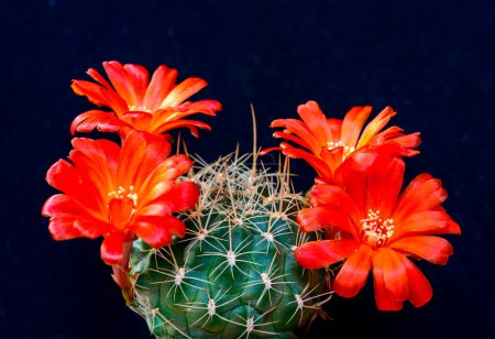 Téléchargez les photos : Sulcorebutia juckerii - cactus d'une collection botanique, Ukraine - en image libre de droit