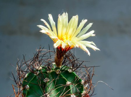 Astrophytum sp. - cactus blooming in spring in a botanical collection, Ukraine