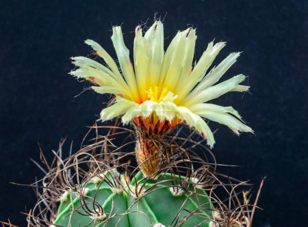 Téléchargez les photos : Astrophytum sp. - cactus fleurissant au printemps dans une collection botanique, Ukraine - en image libre de droit