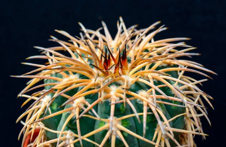 Gymnocalycium spegazzinii - cactus in a botanical collection, Ukraine
