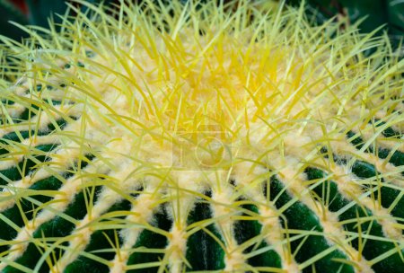 Echinocactus grusonii - cactus in a botanical collection, Ukraine