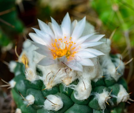 Téléchargez les photos : Turbinicarpus sp. - cactus fleurissant au printemps dans une collection botanique, Ukraine - en image libre de droit