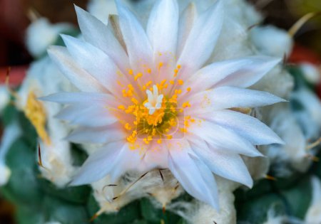 Téléchargez les photos : Turbinicarpus sp. - cactus fleurissant au printemps dans une collection botanique, Ukraine - en image libre de droit