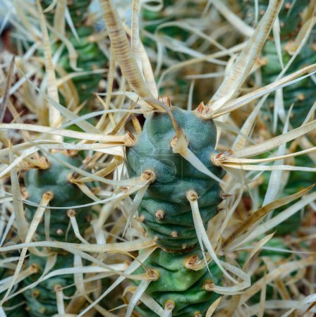 Téléchargez les photos : Tephrocactus papyracanthus - Plan macro détaillé mettant en évidence les épines pointues et la surface texturée d'un cactus - en image libre de droit