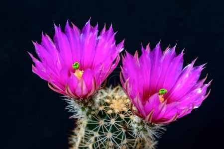 Téléchargez les photos : Echinocereus fendleri - cactus fleurissant au printemps dans une collection botanique, Ukraine - en image libre de droit