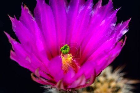 Echinocereus fendleri - Kaktus blüht im Frühling in einer botanischen Sammlung, Ukraine