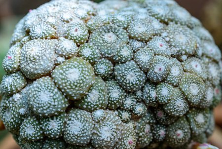 Blossfeldia liliputana - Kaktus in einer botanischen Sammlung, Ukraine