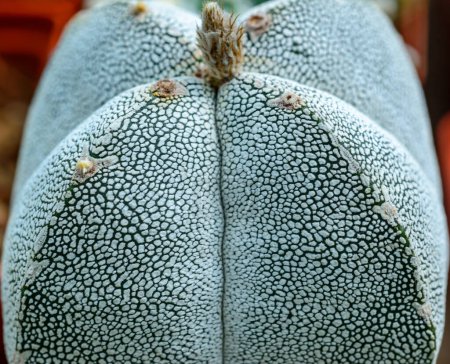 Téléchargez les photos : Myriostigmatisation astrophytique - gros plan d'une plante à pois blancs sur son corps dans une collection de plantes succulentes - en image libre de droit