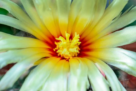 Téléchargez les photos : Astrophytum sp. - cactus fleurissant avec des fleurs jaunes dans la collection de printemps, Ukraine - en image libre de droit