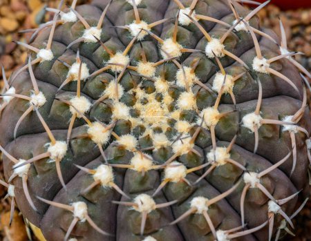 Téléchargez les photos : Gymnocalycium sp. - cactus dans une collection botanique, Ukraine - en image libre de droit
