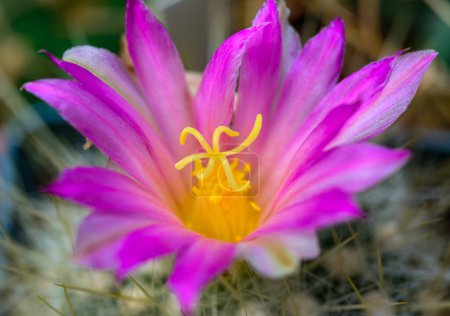 cactus blooming with Pink-yellow flowers in the spring collection, Ukraine