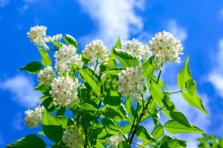 Kaukasische Blasennuss, Colchis-Blasennuss (Staphylea colchica) - Nahaufnahme einer Pflanze mit weißen Blüten gegen den blauen Himmel im Garten