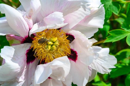 Oxythyrea funesta - ein kleiner Käfer ernährt sich im Frühling von Pollen einer Baumpflanzenblume im Garten