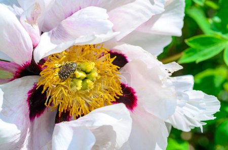 Oxythyrea funesta - un pequeño escarabajo se alimenta de polen en una flor de peonía de árbol en el jardín en primavera