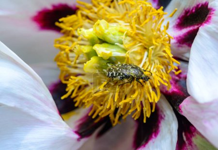 Oxythyrea funesta - ein kleiner Käfer ernährt sich im Frühling von Pollen einer Baumpflanzenblume im Garten