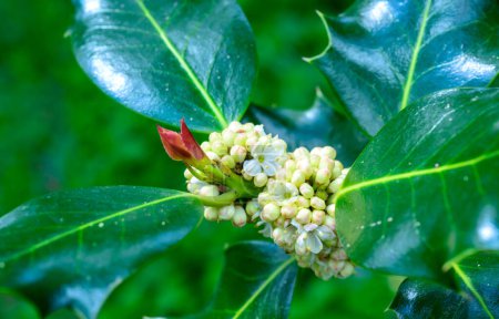 Ilex aquifolium (acebo común, acebo europeo) - rama floreciente 