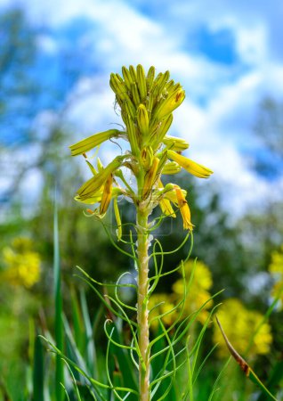 Asphodelus ramosus - Nahaufnahme eines Blütenstandes mit gelben Blüten vor blauem Himmel im Garten