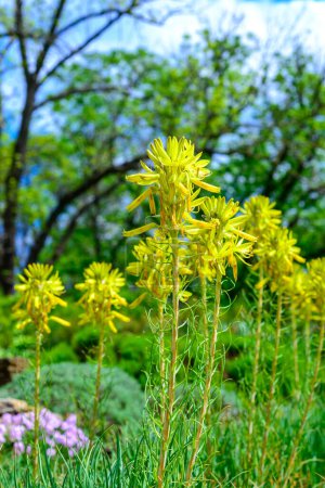 Asphodelus ramosus - primer plano de una inflorescencia con flores amarillas sobre un fondo de cielo azul en el jardín