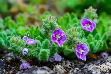 Veronica surculosa - krautige Pflanze mit violetten Blüten auf einem Steinhügel im Garten