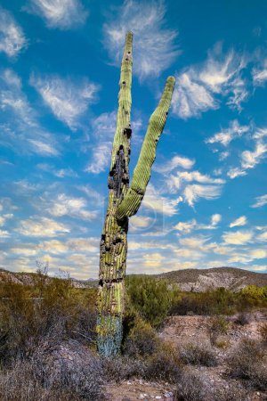 Carnegiea gigantea - cactus gigante contra un cielo azul en el desierto de rocas en el Parque Nacional Organ Pipe, Arizona