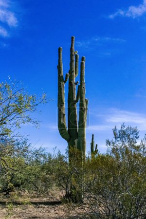 Photo for Carnegiea gigantea - giant cactus against a blue sky in the rock desert in Organ Pipe National Park, Arizona - Royalty Free Image