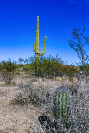 Carnegiea gigantea - cactus géant contre un ciel bleu dans le désert rocheux dans le parc national Organ Pipe, Arizona