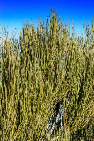 Ephedra viridis - succulent plant in the mountains in the Grand Canyon area in the fall of the sky in Arizona