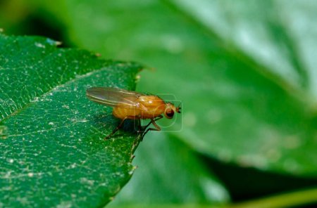 Mosca de la fruta (Drosophila melanogaster): mosca pequeña de la fruta sobre un fondo de hojas verdes