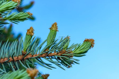 Téléchargez les photos : Jeune branche en croissance d'un conifère bleu arbres sempervirents Picea avec feuilles vertes aiguilles sur un fond de ciel bleu, Ukraine - en image libre de droit