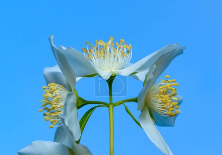 Philadelphus sp. - (mock-naranja), delicadas flores blancas fragantes de un arbusto contra el cielo azul en el jardín