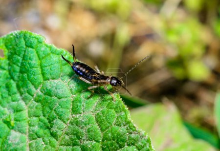 Europäische Ohrwürmer Forficula auricularia - Insekt auf grünem Laubgrund im Garten