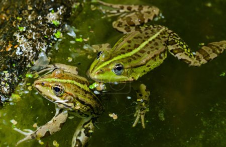The marsh frog (Pelophylax ridibundus), frog in water, Ukraine