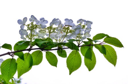 Viburnum plicatum - blooming white flowers of an ornamental shrub in the garden, Ukraine