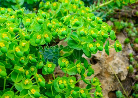Yellow-green flowers of ornamental garden Euphorbia in the garden, Ukraine