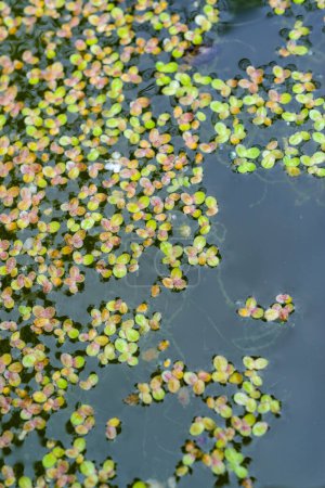 Lemna minor - l'asclépiade commune ou petite asclépiade, est une plante aquatique d'eau douce du genre Lemna