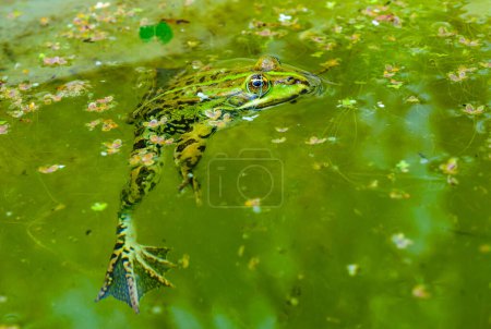 Der Sumpffrosch (Pelophylax ridibundus), Frosch im Wasser, Ukraine