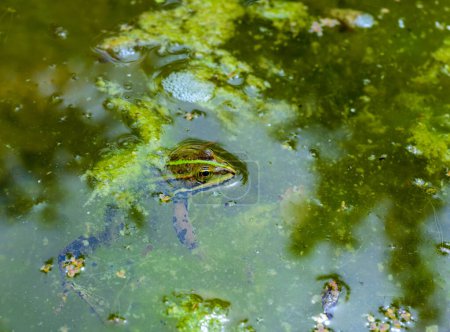 Grenouille des marais (Pelophylax ridibundus), grenouille dans l'eau, Ukraine
