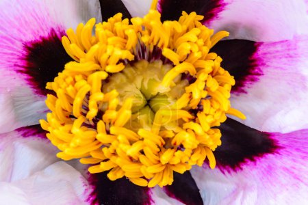 Close-up of yellow stamens and pistil of a tree peony, Ukraine