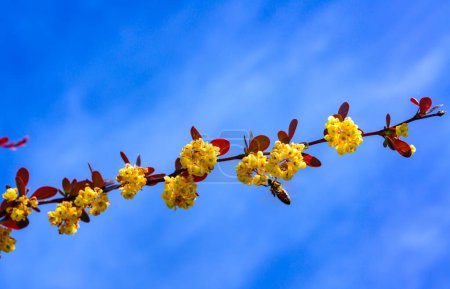 Honey bee on Blooming sprig of barberry against the blue sky in the garden, Ukraine