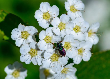 Anthaxia bicolor - A brilliant two -tone beetle on white colors of a spirea in the garden, Ukraine