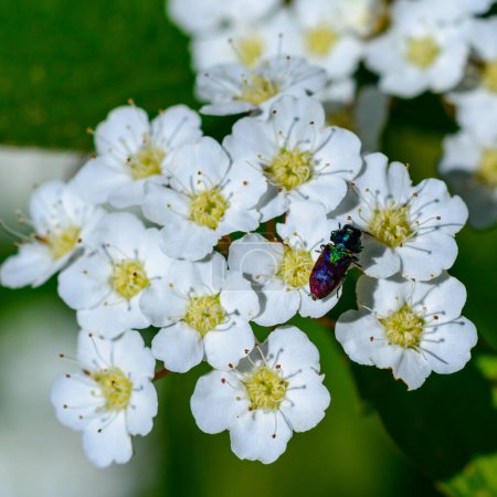 Anthaxia bicolor - A brilliant two -tone beetle on white colors of a spirea in the garden, Ukraine